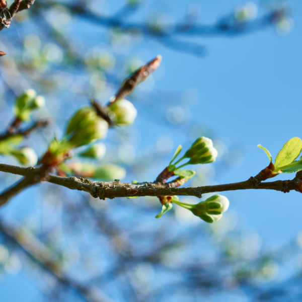 Copy of Blog Banner-3